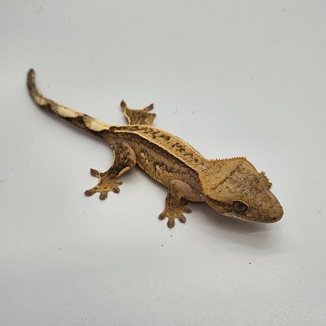 100%헷아잔틱