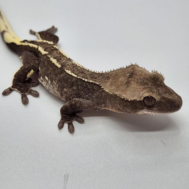 아잔틱