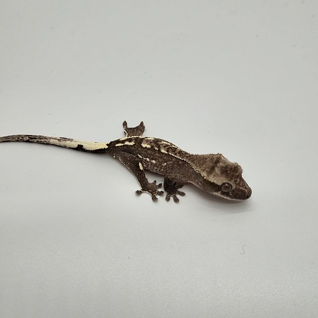 아잔틱