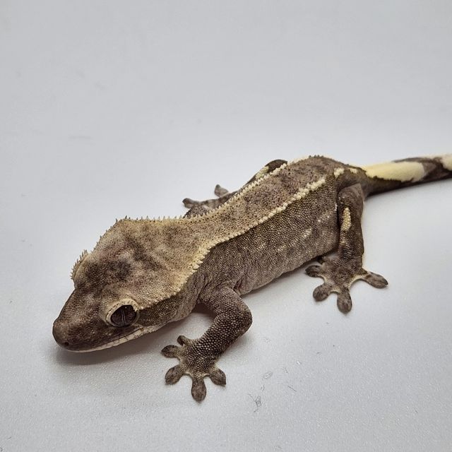 아잔틱