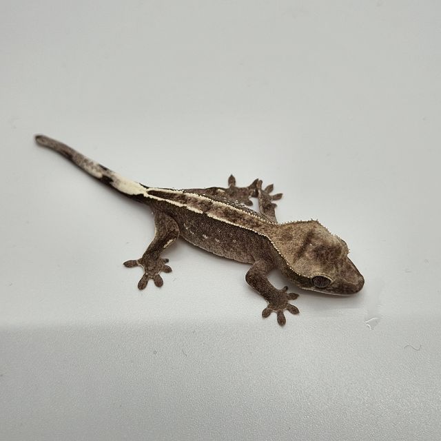 아잔틱