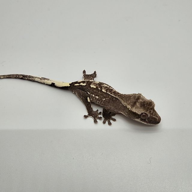 아잔틱