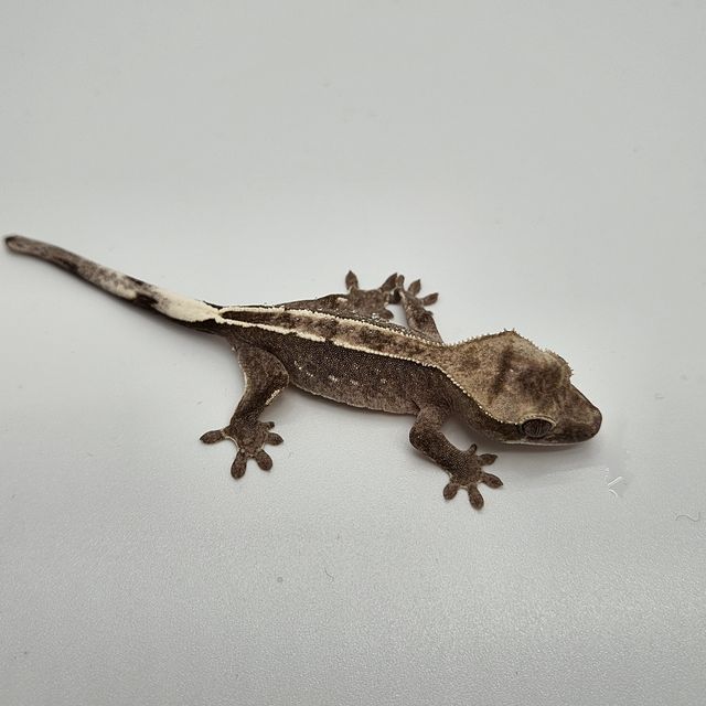 아잔틱