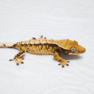 노멀 트라이 할리퀸