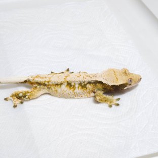 노멀 트라이 화이트스팟 드리피