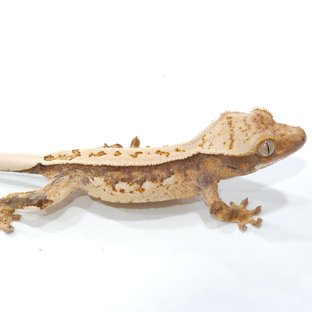 노멀 트라이 풀핀