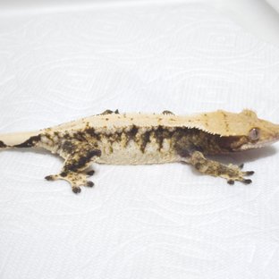 노멀 트라이 드리피