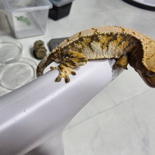 노멀 익스트림할리퀸 트라이