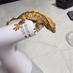 노멀 트라이 익스트림할리퀸