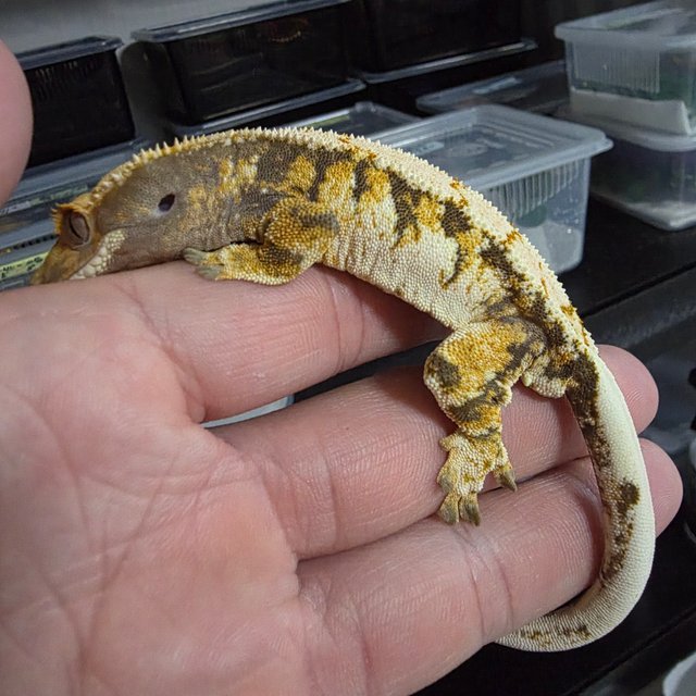 노멀 트라이 익스트림할리퀸