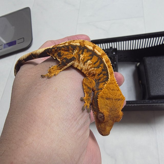 노멀 트라이 익스트림할리퀸 텐저린