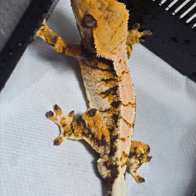 노멀 트라이 익스트림할리퀸