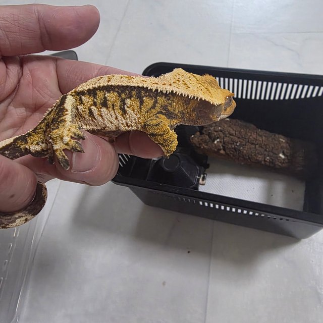 노멀 트라이 익스트림할리퀸