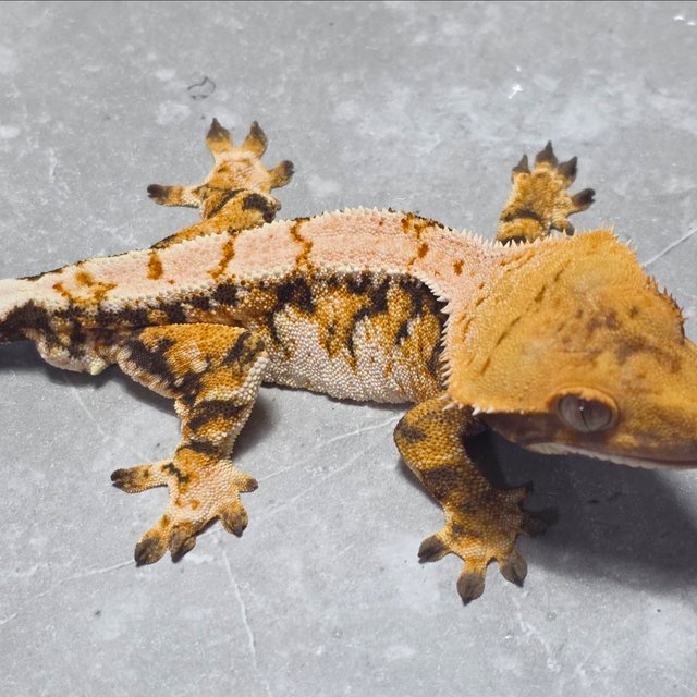 노멀 트라이 익스트림할리퀸