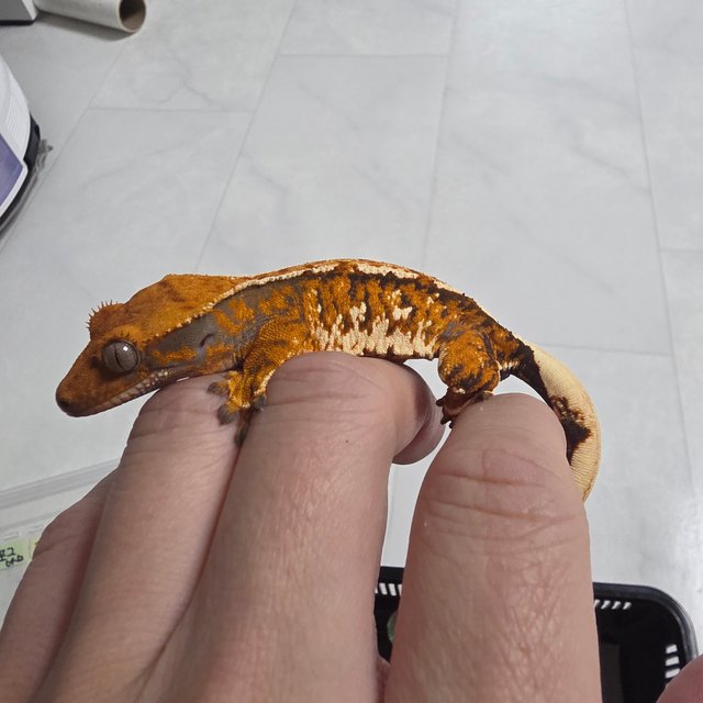 노멀 트라이 텐저린 익스트림할리퀸