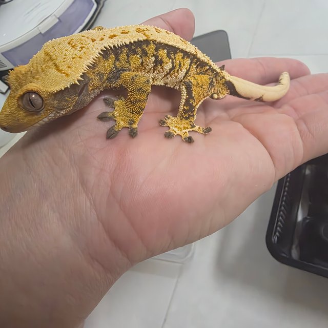 노멀 트라이 익스트림할리퀸