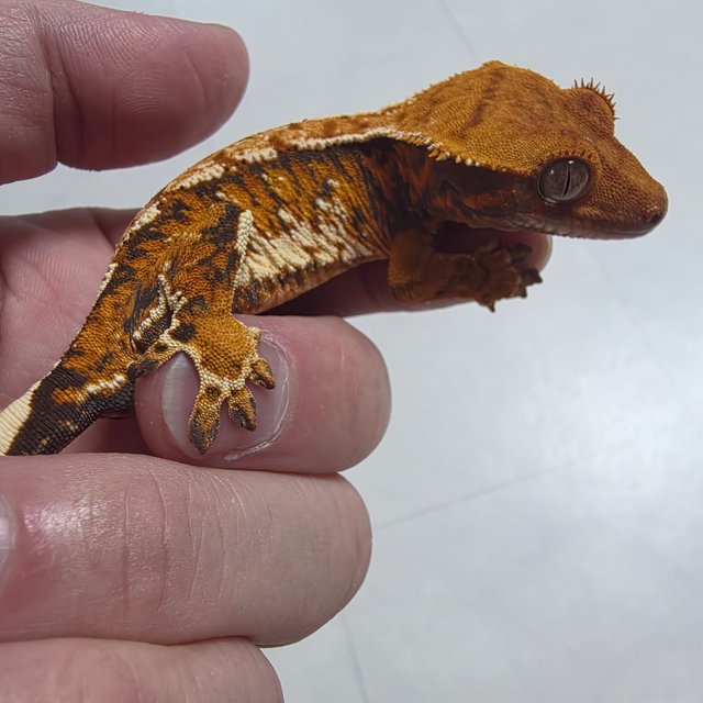 노멀 트라이 텐저린 익스트림할리퀸