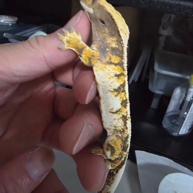 노멀 트라이 익스트림할리퀸