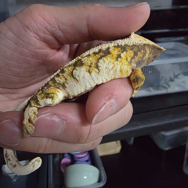 노멀 트라이 익스트림할리퀸