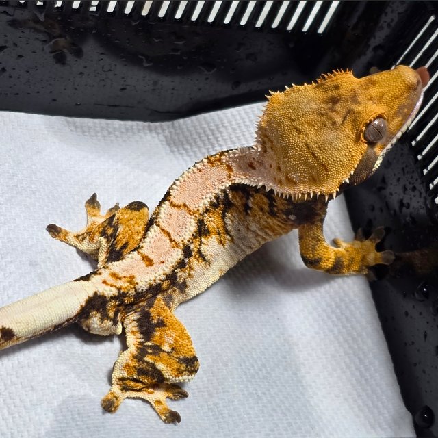 노멀 트라이 익스트림할리퀸