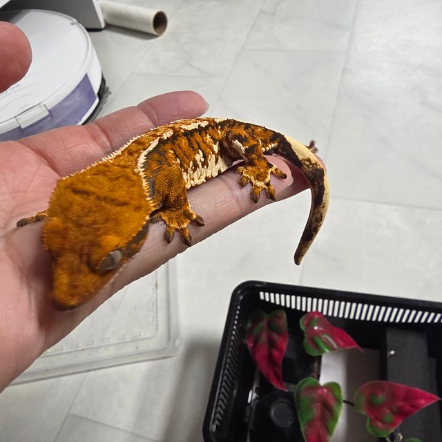 노멀 트라이 텐저린 익스트림할리퀸