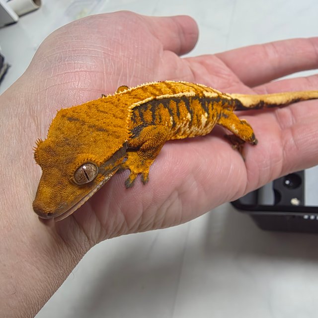 노멀 트라이 익스트림할리퀸 텐저린