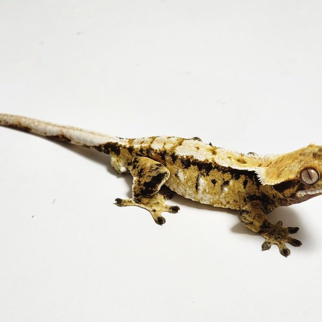 노멀 트라이 레이지