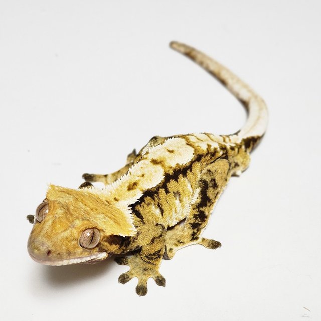 노멀 트라이 레이지