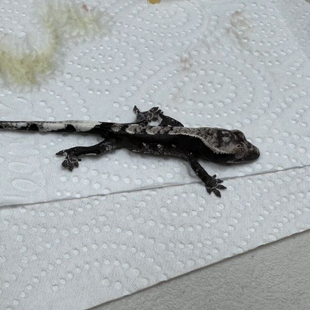 아잔틱