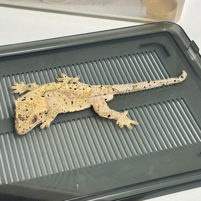 노멀 달마시안 옐로우