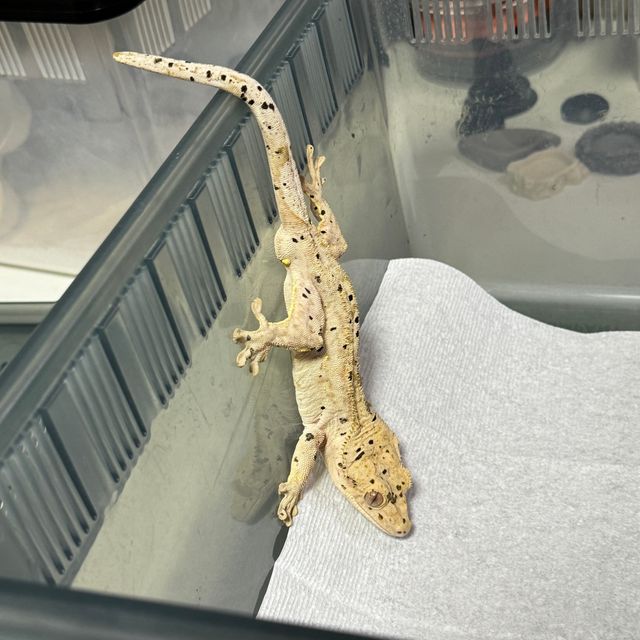 노멀 달마시안 옐로우