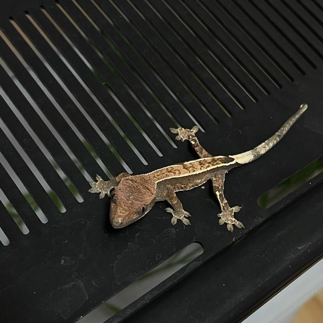 카푸치노 핀스트라이프 화이트핀 다크 RCK