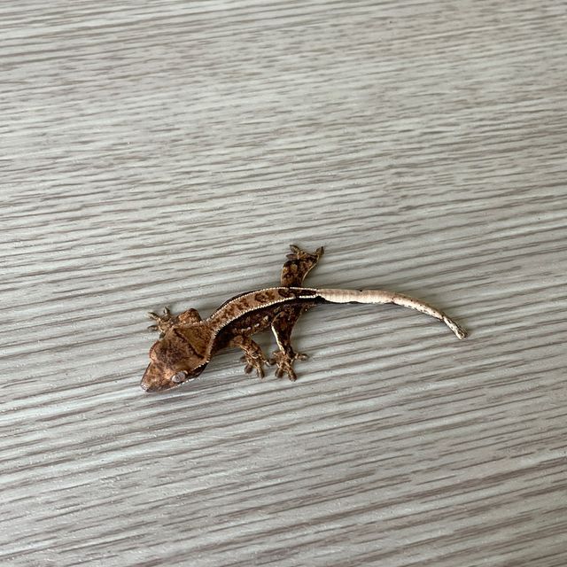 노멀 엠티백 화이트스팟 핀스트라이프