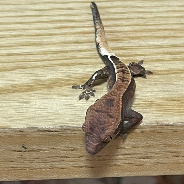 카푸치노