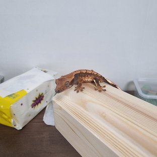 트라이 익스트림할리퀸 텐저린 레이지