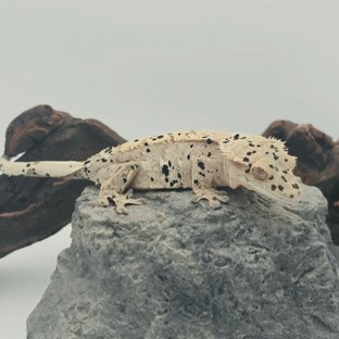 산도