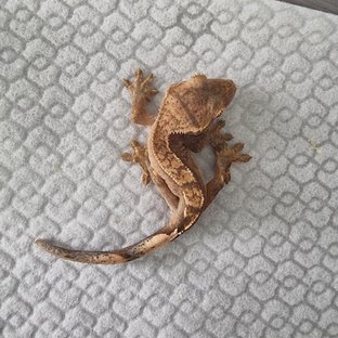 다크 할로윈 블랙 벅스킨 할리퀸