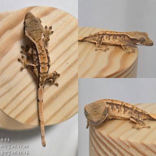 노멀 익스트림할리퀸 할리퀸 트라이