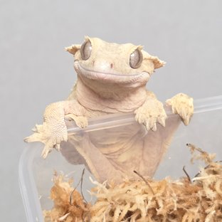 크림