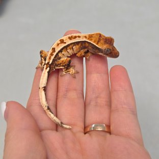 노멀 트라이 할리퀸 익스트림할리퀸 텐저린