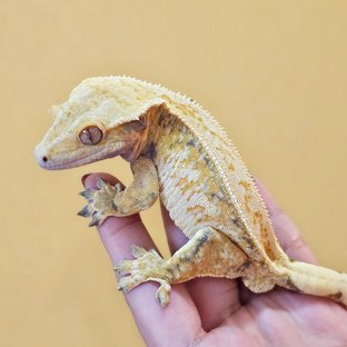 슬리피