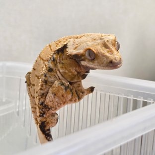 노멀 익스트림할리퀸 드리피 트라이