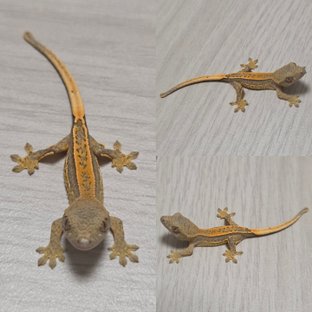 망크3_개나리
