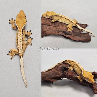 노멀 트라이 익스트림할리퀸 할리퀸