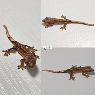 망크6