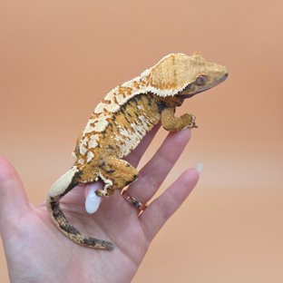 해랑(구 아레스)