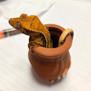 노멀 텐저린 할리퀸 익스트림할리퀸 트라이