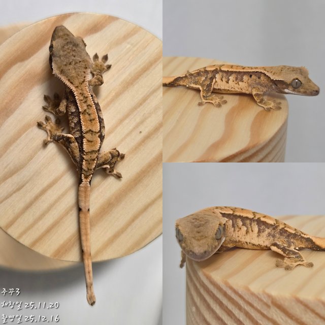 노멀 익스트림할리퀸 할리퀸 트라이