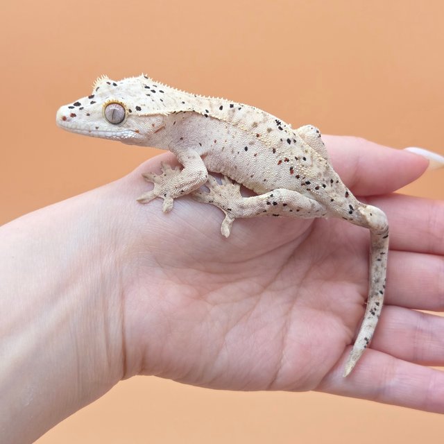 슈퍼달마시안 옐로우