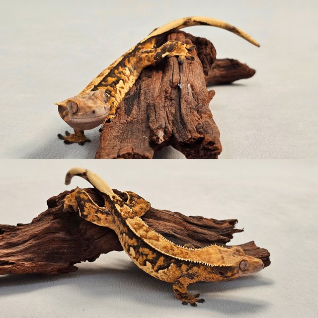 노멀 텐저린 할리퀸 익스트림할리퀸 트라이